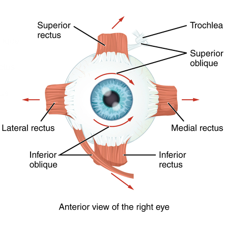 eye muscle anatomy