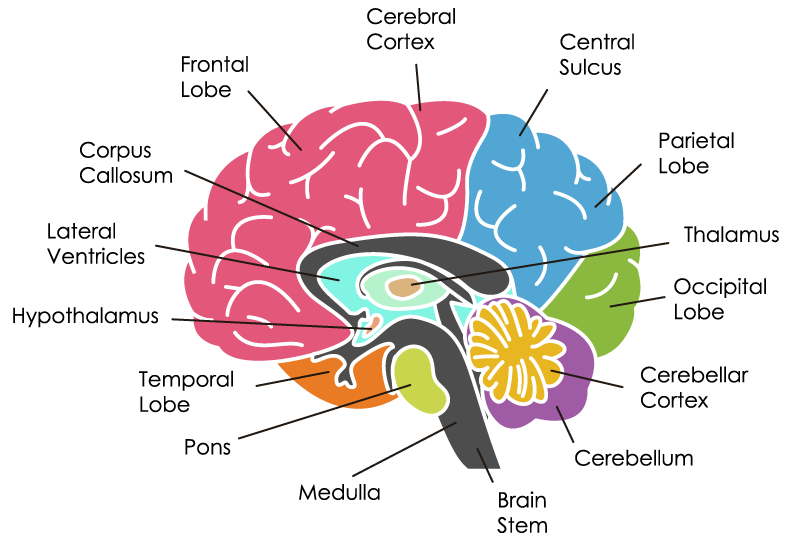 sensory memory brain